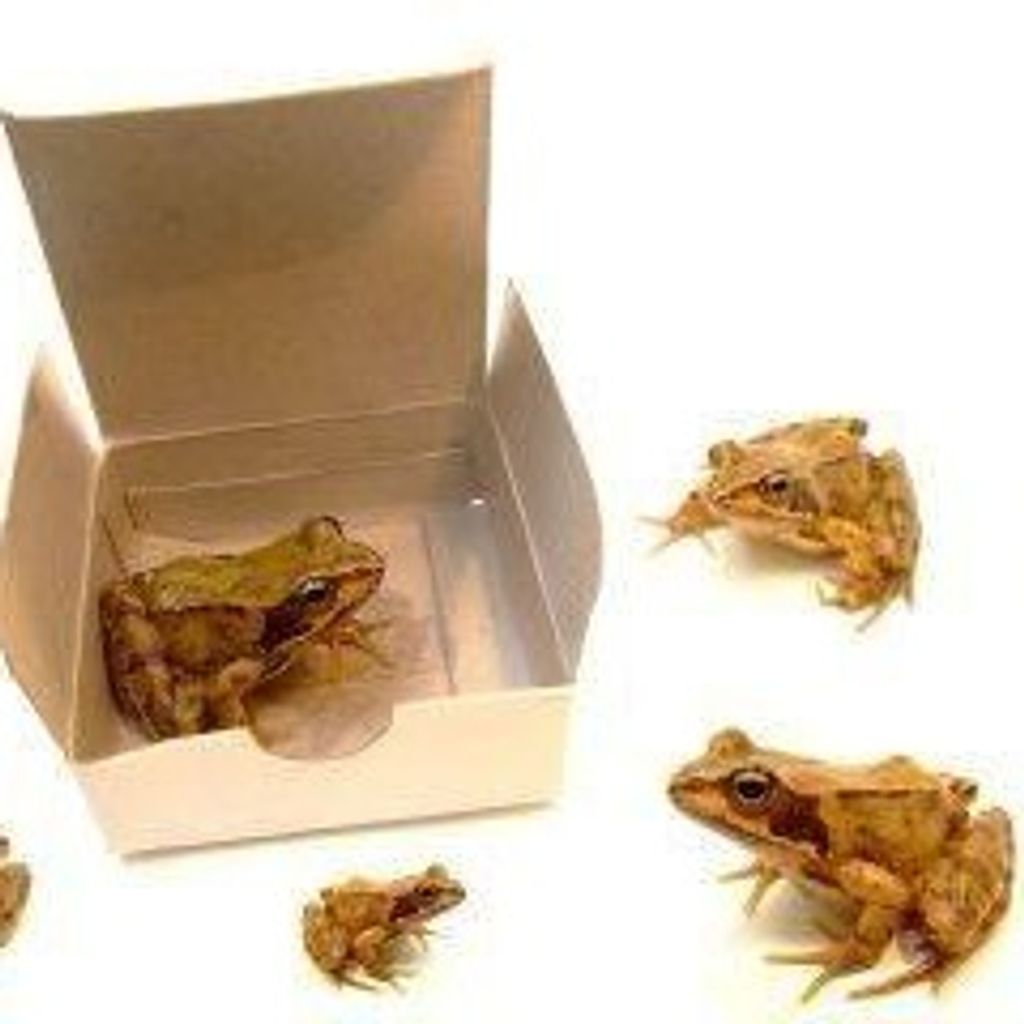 boxsoffrogs